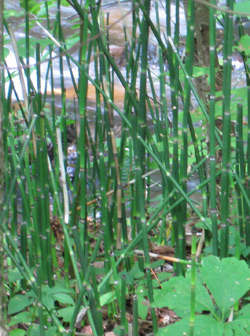 Thinly stalked Equisetum along a stream bank.