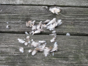 the remnants of a hawks dinner
