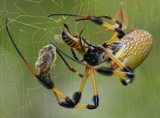 This was one of the common orb weaving spiders that try as I would, still would walk into and through in the woods in Florida.