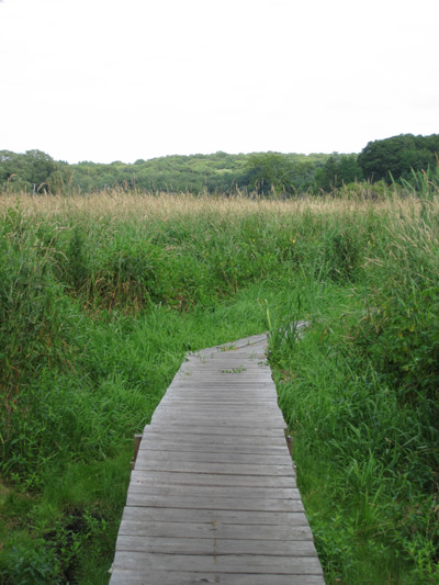 meadow trail boardwalk