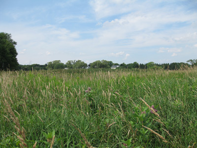the meadow