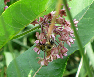 milkweed flower and a bumblebee