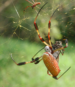 nephila clavipes